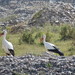 Asian White Stork - Photo (c) Вячеслав Юсупов, some rights reserved (CC BY-NC), uploaded by Вячеслав Юсупов