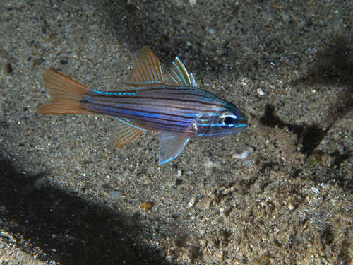 Manylined cardinalfish (Ostorhinchus multilineatus) — Apogonidae — 4