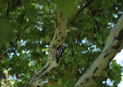 Dendrocopos major