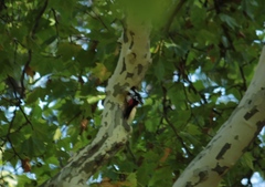 Dendrocopos major