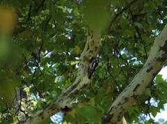 Dendrocopos major