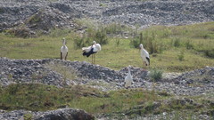 Ciconia ciconia asiatica
