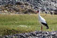 Ciconia ciconia asiatica