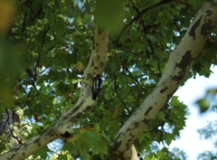 Dendrocopos major