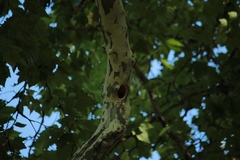 Dendrocopos major