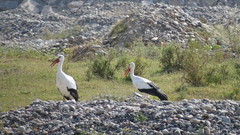 Ciconia ciconia asiatica