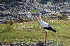 Ciconia ciconia asiatica