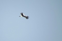 Ciconia ciconia asiatica