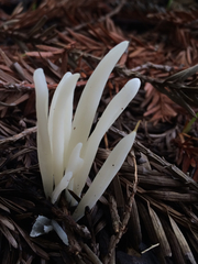 Clavaria fragilis vermicularis