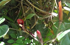 Philodendron erubescens