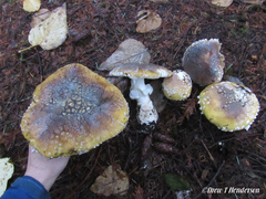 Amanita umbrinidisca