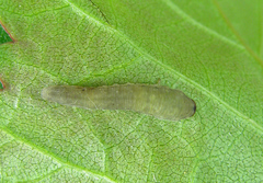 Empria candidata