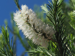 Melaleuca armillaris armillaris