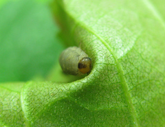 Empria candidata