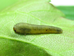 Empria candidata