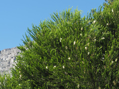 Melaleuca armillaris armillaris
