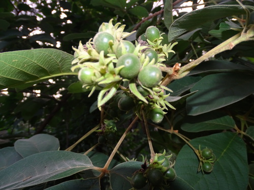 Foto de Tarumã-do-cerrado