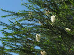 Melaleuca armillaris armillaris