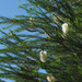 Melaleuca armillaris armillaris - Photo (c) Felix Riegel, algunos derechos reservados (CC BY-NC), uploaded by Felix Riegel