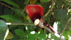 Philodendron erubescens