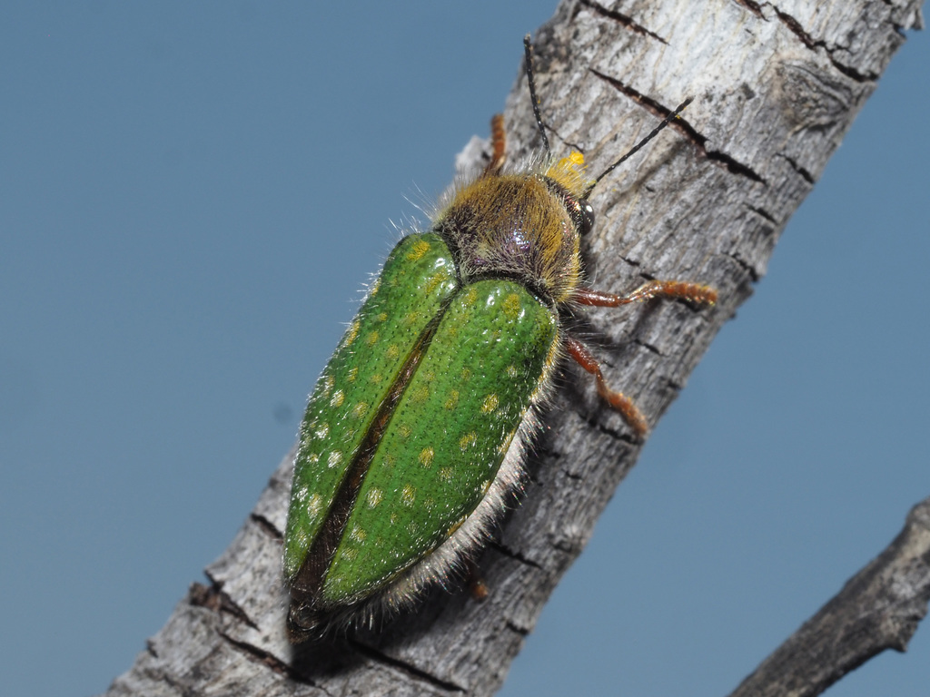 Neojulodis