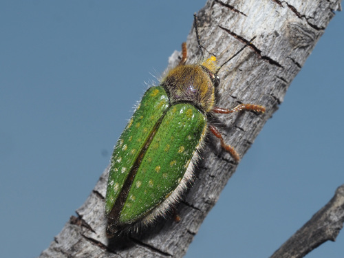 Representative image of Buprestidae