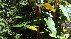 Philodendron erubescens