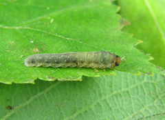 Empria candidata