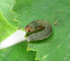 Empria candidata