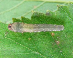 Empria candidata