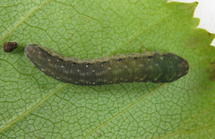 Empria candidata