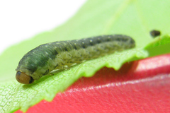 Empria candidata