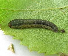 Empria candidata
