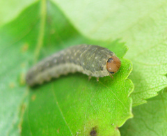 Empria candidata