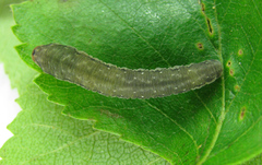 Empria candidata