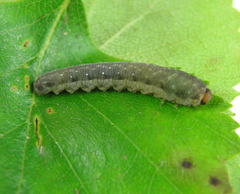 Empria candidata