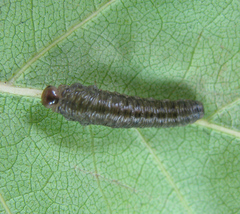 Empria candidata
