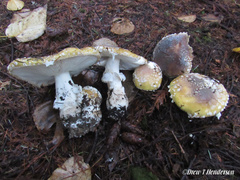 Amanita umbrinidisca
