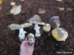 Amanita umbrinidisca