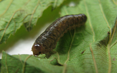 Empria candidata