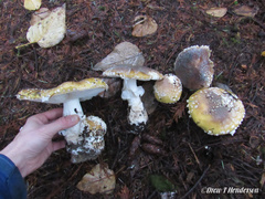 Amanita umbrinidisca