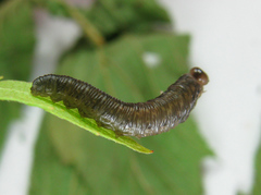 Empria candidata