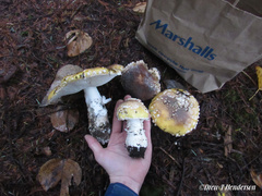 Amanita umbrinidisca