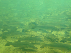 Centropomus undecimalis