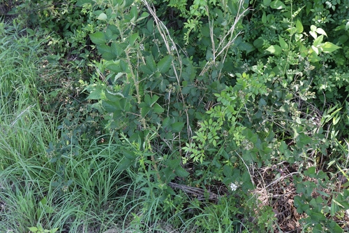 Image of Everbearing blackberry by no rights reserved