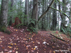Amanita umbrinidisca