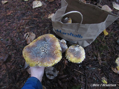 Amanita umbrinidisca