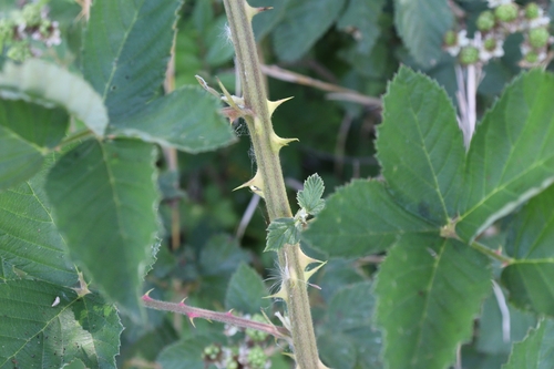 Image of Everbearing blackberry by no rights reserved