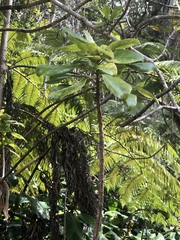 Ilex anomala
