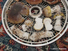 Amanita umbrinidisca